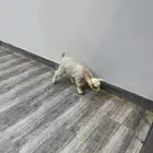 ماعز قزم تم البيع