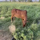 بقرة بلدي للبيع