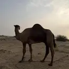 بعير ساحلي الموقع المظيلف تمم البيع