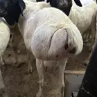 رفيديات وبرابر مرآبي