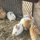 تم البيع - ارانب فطام طيبة