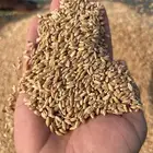 قمح عيش بر معيه عطا