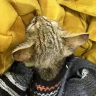 قطوه ل التبني