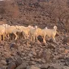 رخال مضاريع