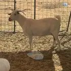 عنز للبيع