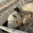 خروفين بلدية للبيع