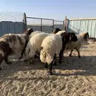 ذبايح البيع