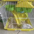 هامستر مدري وش نوعه بالضبط بس توي شاريه ومحد من اخواني يبيه