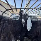 جفرات اعمارها 6 شهور وزياده فل شحم