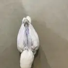 فرخ روز (تم البيع )