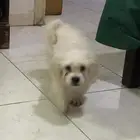 Maltese puppy