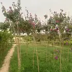 مشتل بجدة