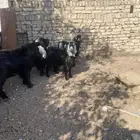 معزا ب فحلها