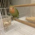 روز لي البيع بي صحه جيده اليف يجي على اليد
