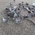 دجاج فيومي للبيع
