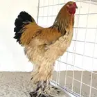 دجاج براهما بوف مستوى فاخر