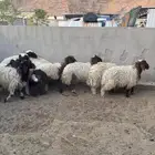 هرافى نعيم رخال طليان