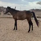 مهر شعبي