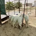 رخال للبيع حريات