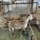 طلي ساكني فل شحم شرط ونظيف