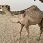 قعود. لأهل المناسبات