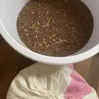 حب بلسن بلدي