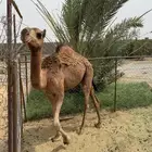 قعود