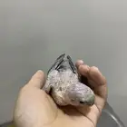 أدمام
