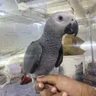 ببغاء كاسكو فرخ اليف