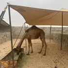 بكره نظيفه شرط اللي يبي مقطع لها يراسلني واتس