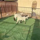 تيس وجفرة