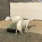 نعجه عليها رخل فل الفل روم وقدهي دافع