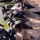 بط مصري مسكوفي عمر ثلاث شهور