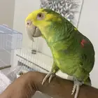 دبل هد مقنا المقنع عنده بكج الامزون وملقن الإخلاص بس مايقول