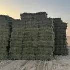 علف رودس