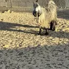 تيس عارضي خضر مخصي