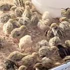 صيصان سمان جامبو اوروبي العمر اسبوع