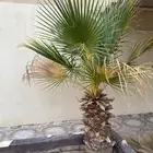 للبيع نخل واشنطني