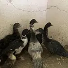 بط مصري شرط صحه وعدال العمر تقريبا شهرين العدد 8