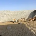 غنم هجين وعل