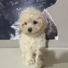 اناث توي بودل