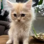 قطط