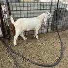 عنز ثنيه بيضاء