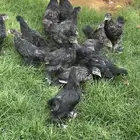 صوص براهما