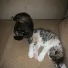 قطط للبيع  ام واطفالها  عمر الام سنة  والاطفال 6 اسابيع