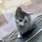 قطط لتبني
