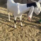 عنز مطوره شامي بهولندي دافع قريبت ولاد