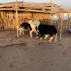 البيع طليان نجد شحم ونظاف