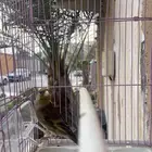 بندوق حسون تغريد