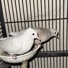 جوز ياكريم (يمام)